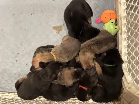 Sage's Puppies