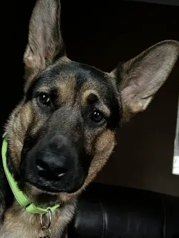 Greta