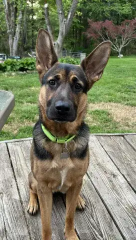 Greta
