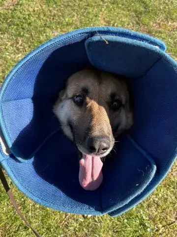 Hope in her peekaboo collar