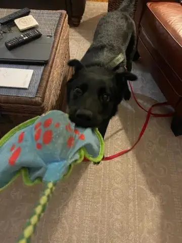 Jack
