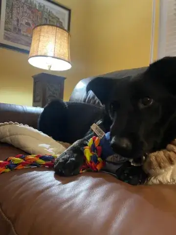 Jack
