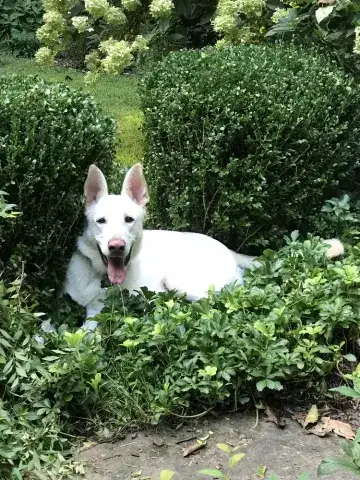 Run free, Jack