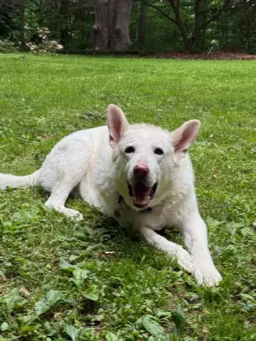Run free, Jack