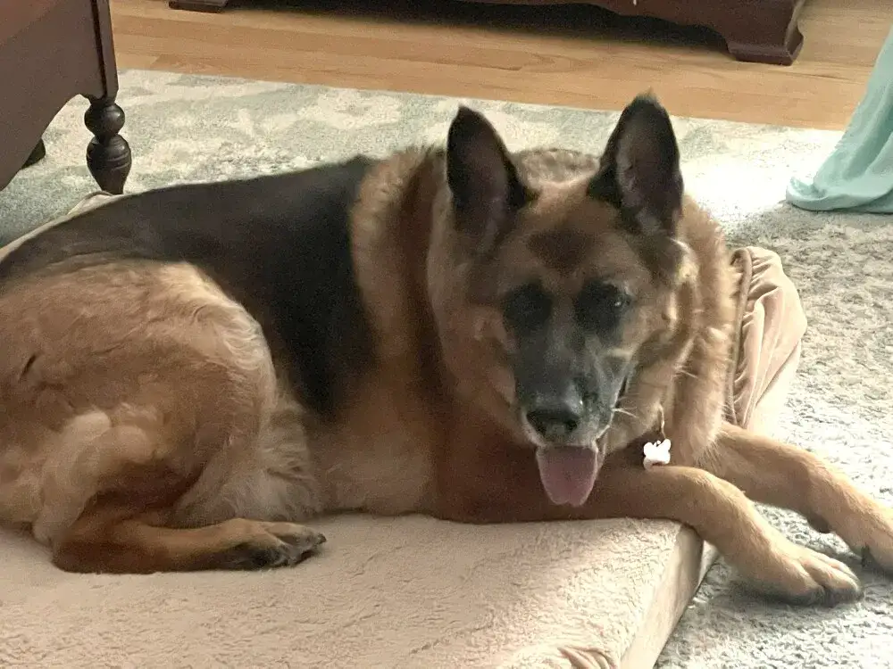 Fritz