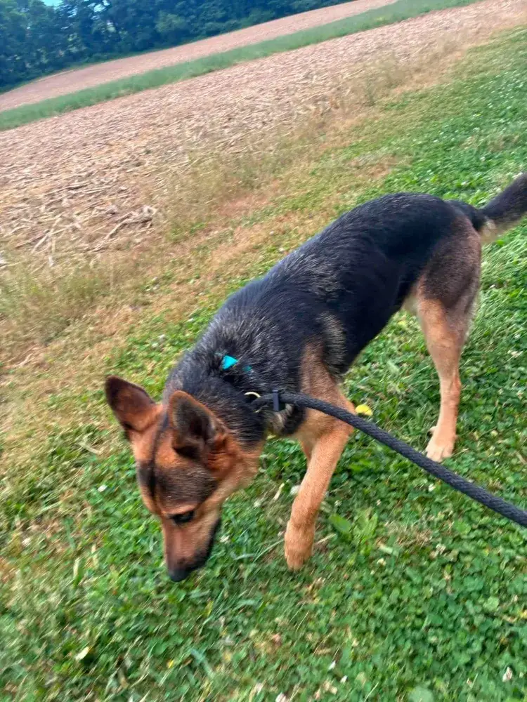 Mika