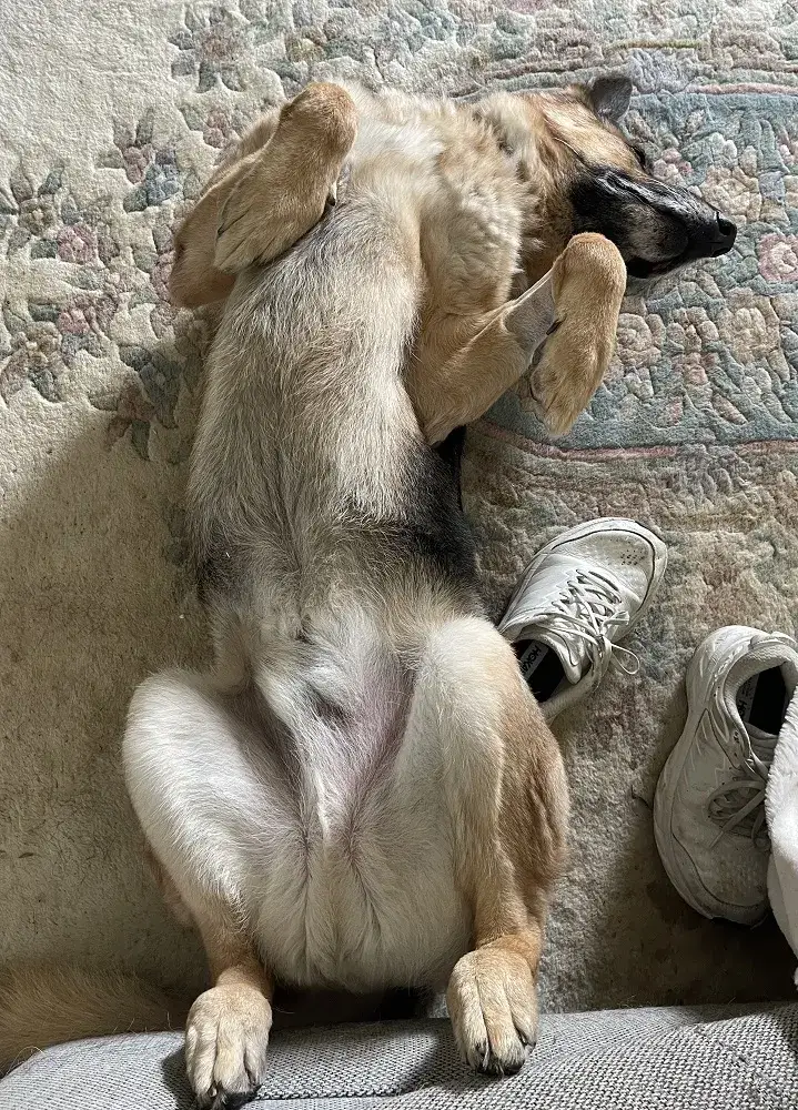 Big Boy