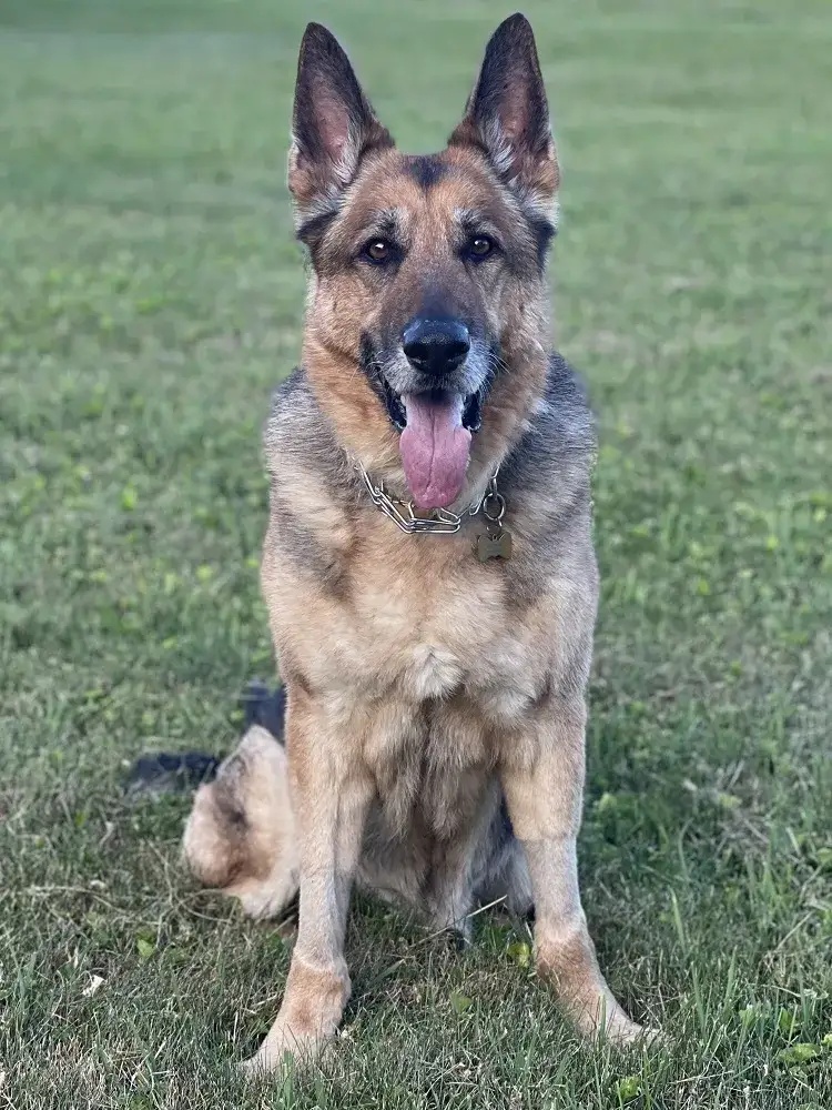 Big Boy