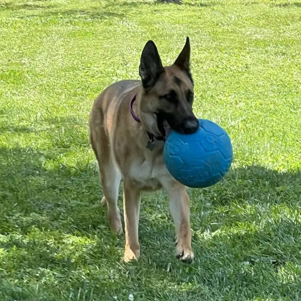 Lexi