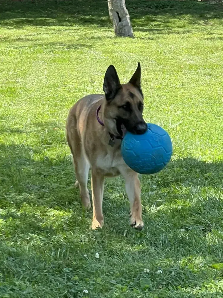 Lexi