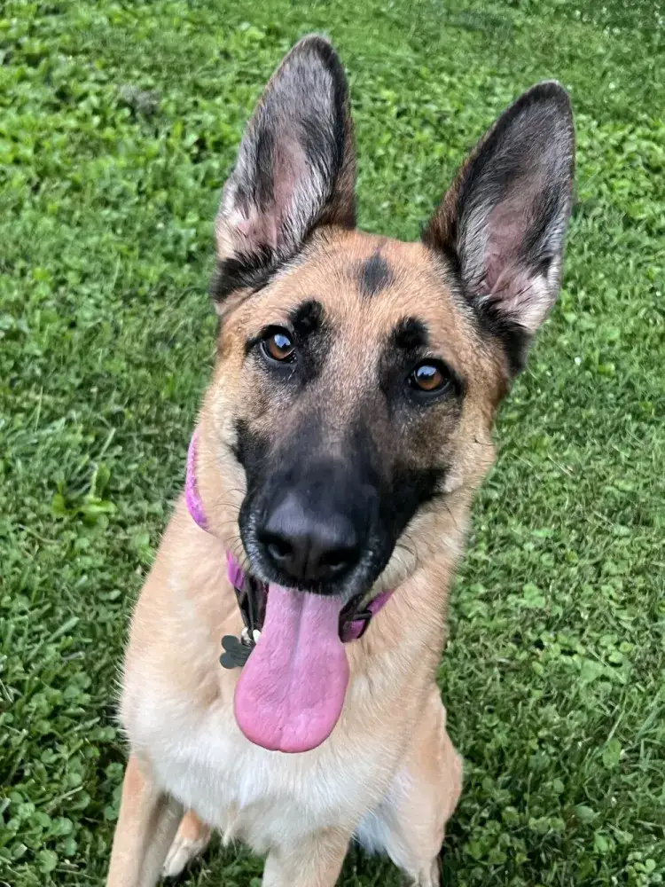 Lexi