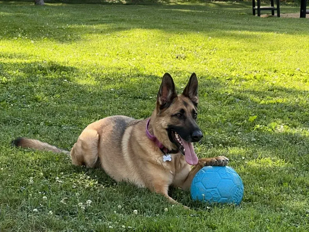 Lexi