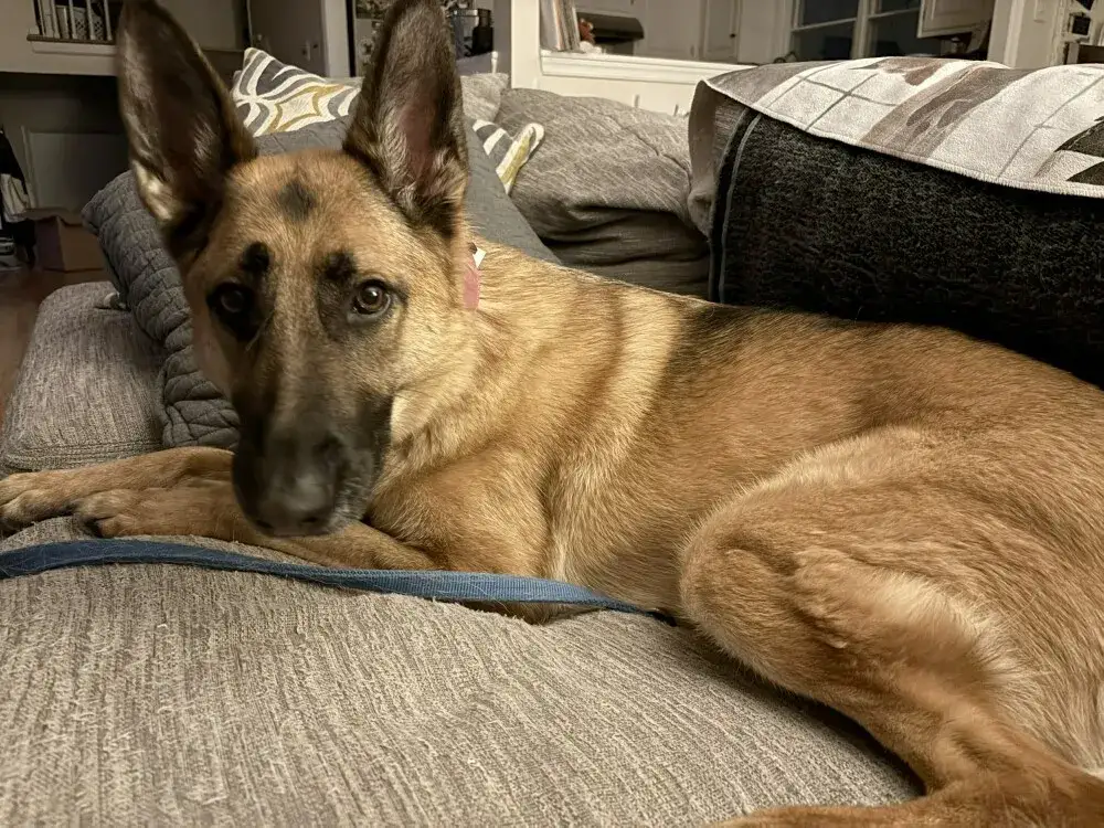 Lexi