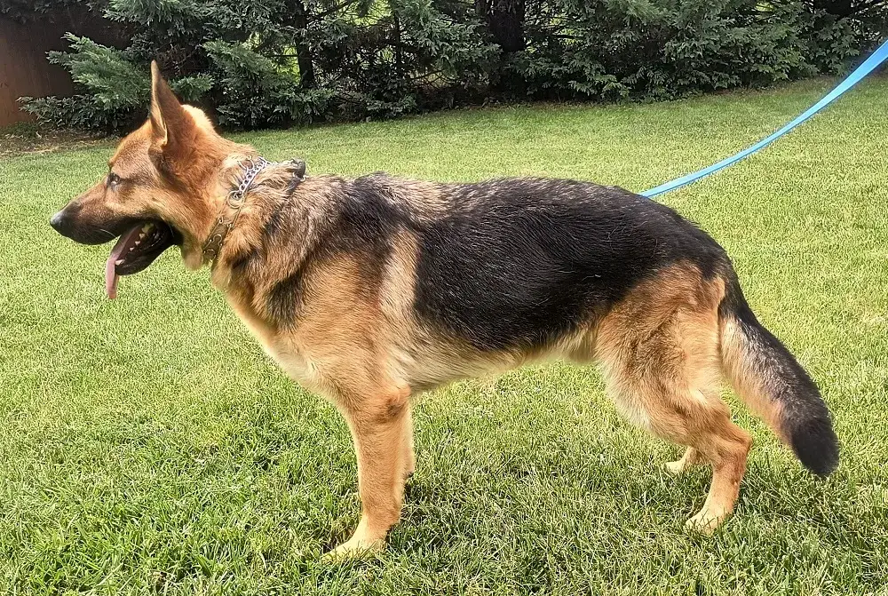 Watson
