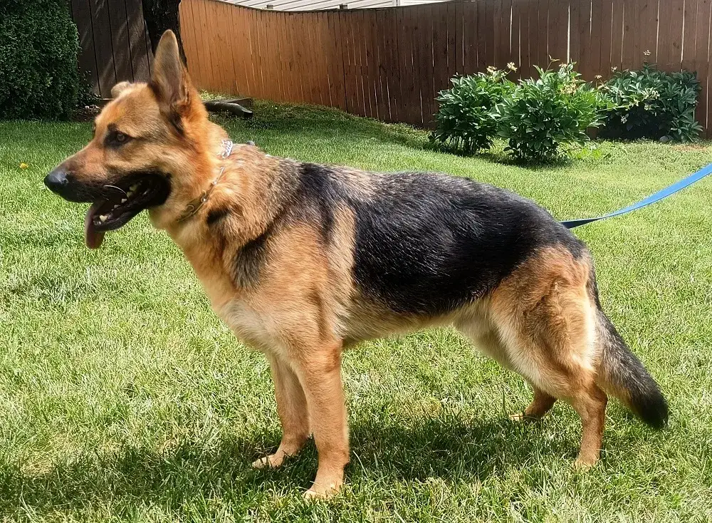 Watson