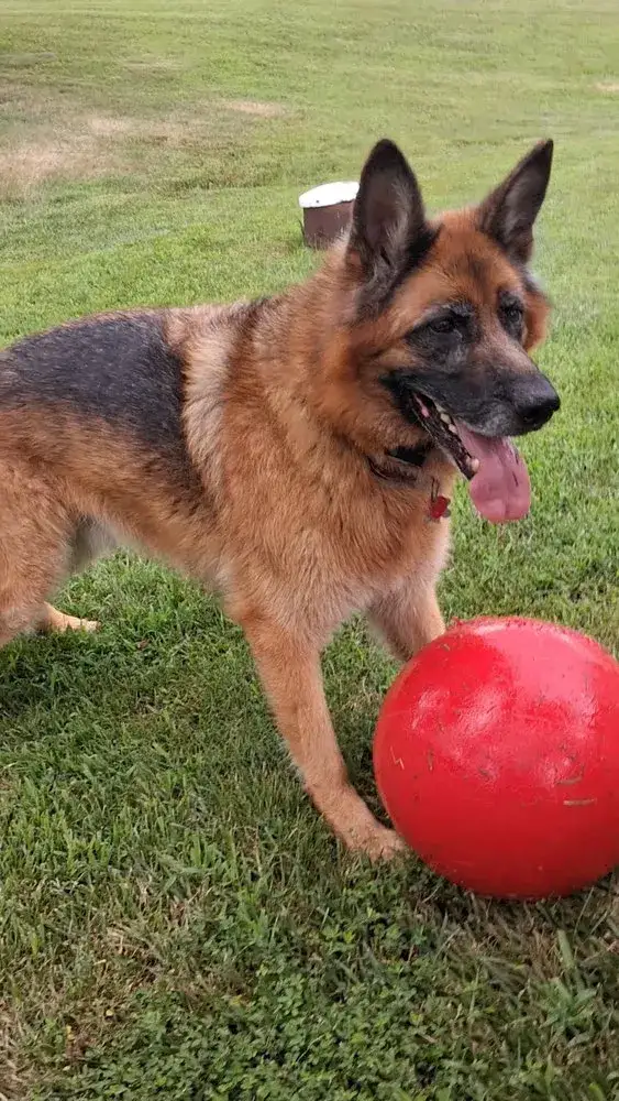 Beau