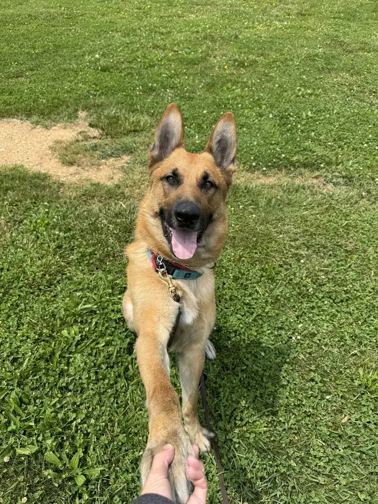 Guapo the good boy