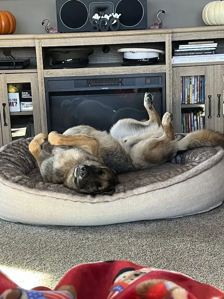 Shep