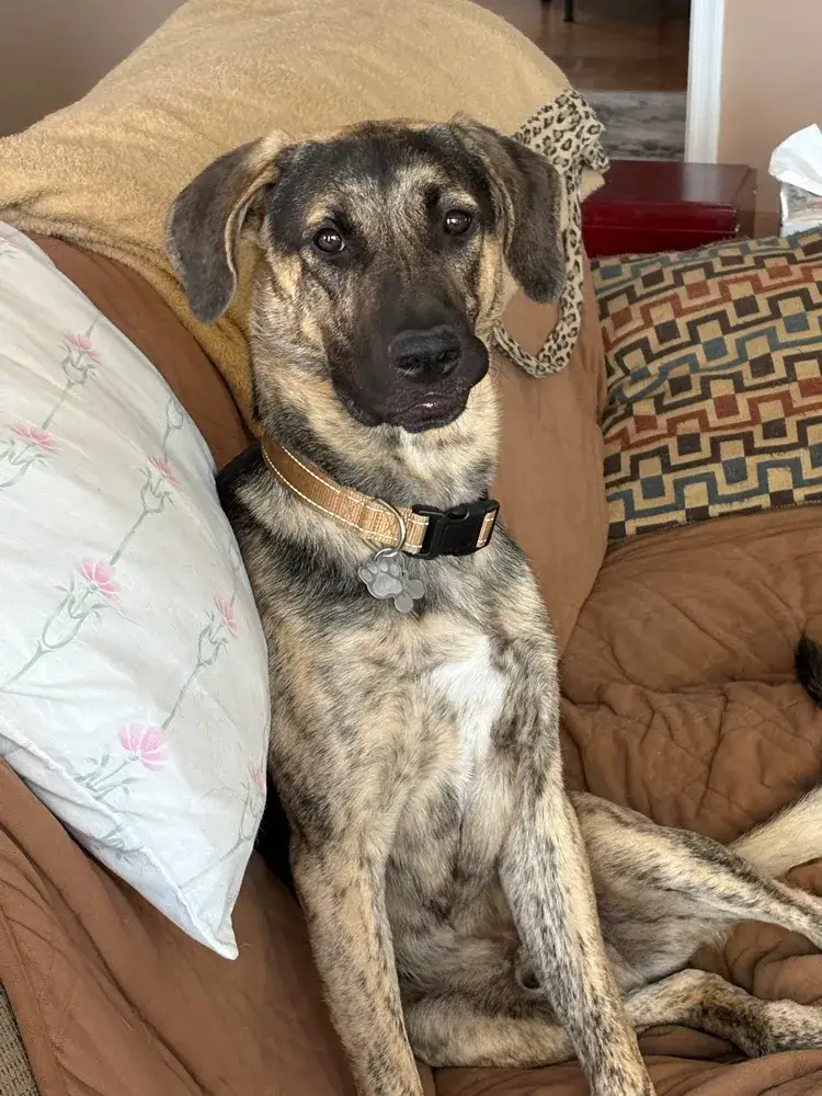 Frankie the Puppy