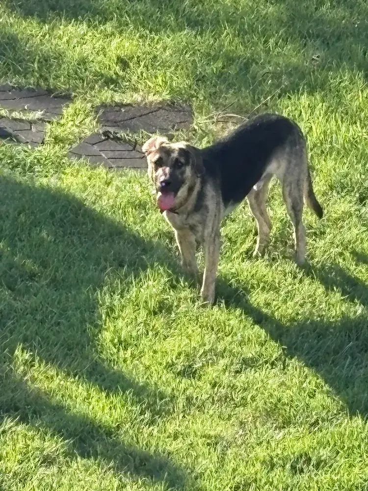 Frankie the Puppy
