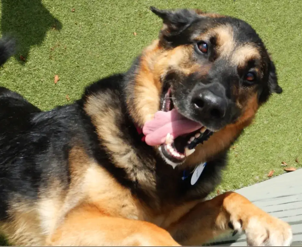 Goofy Sam