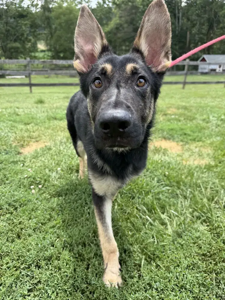 Kaiser