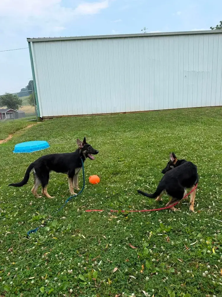 Kessa & Kaiser