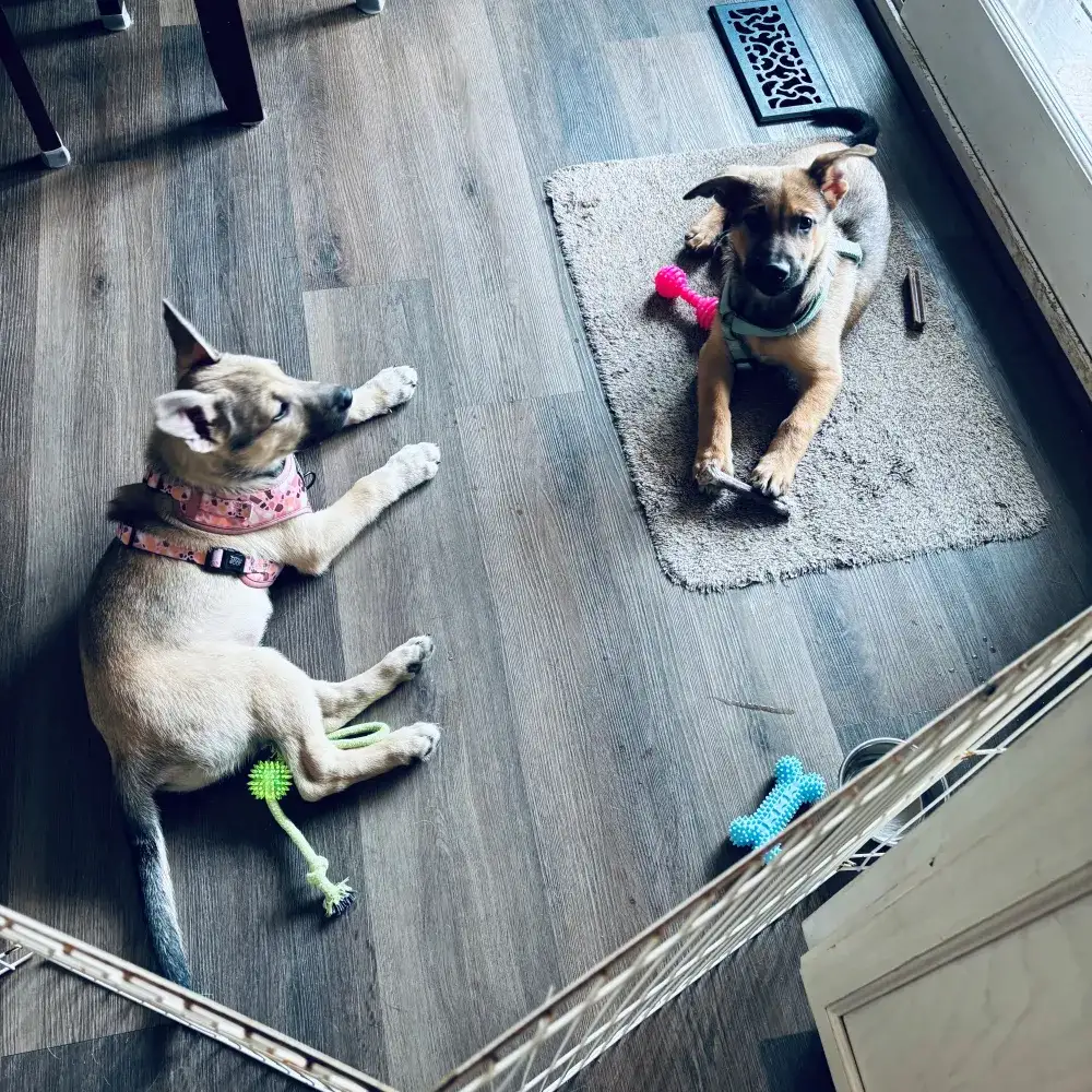Olive and Martini