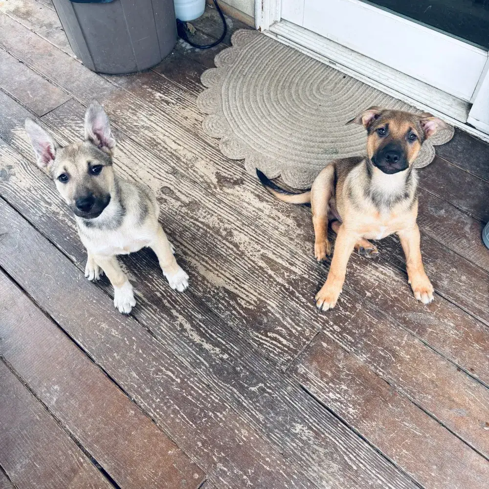 Olive and Martini
