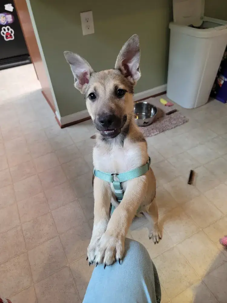 Olive the Wonder Puppy!