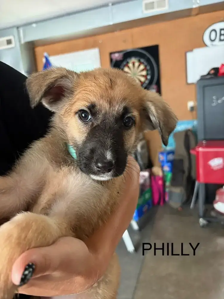 Silly Philly