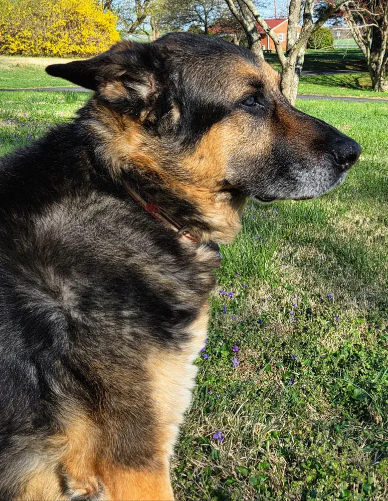 Sam in the yard