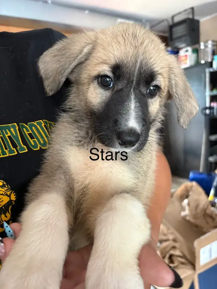 My Stars!
