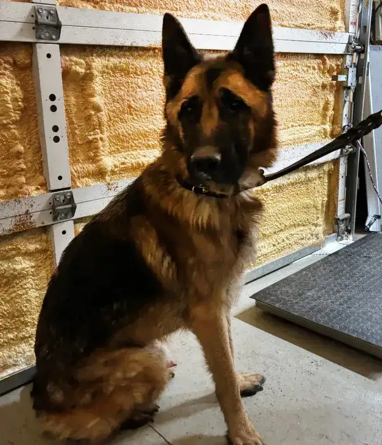 Zeus Orion