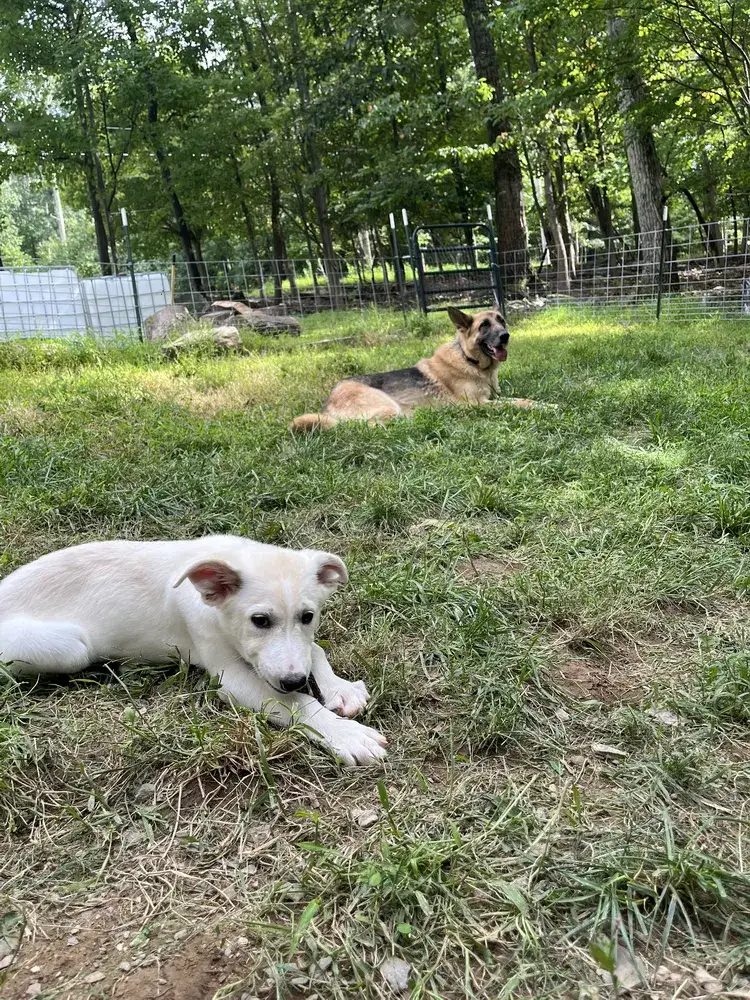 Justice, hangin' in the yard