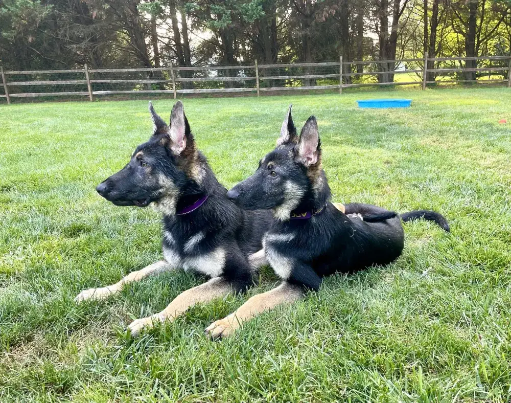Kaiser & Kessa