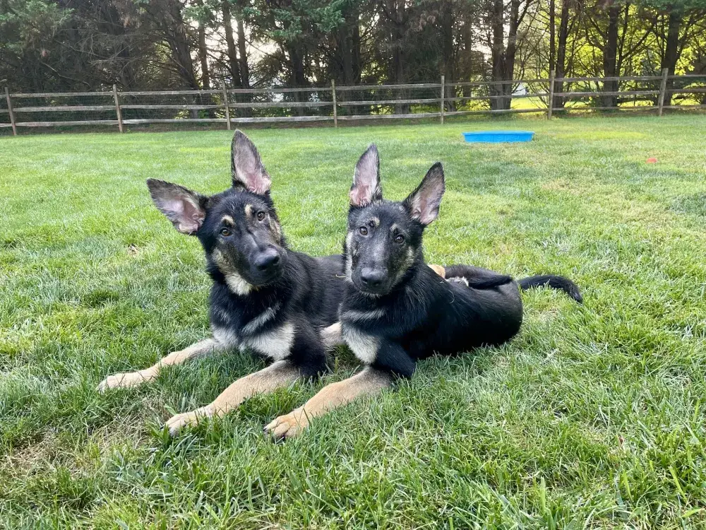 Kaiser & Kessa