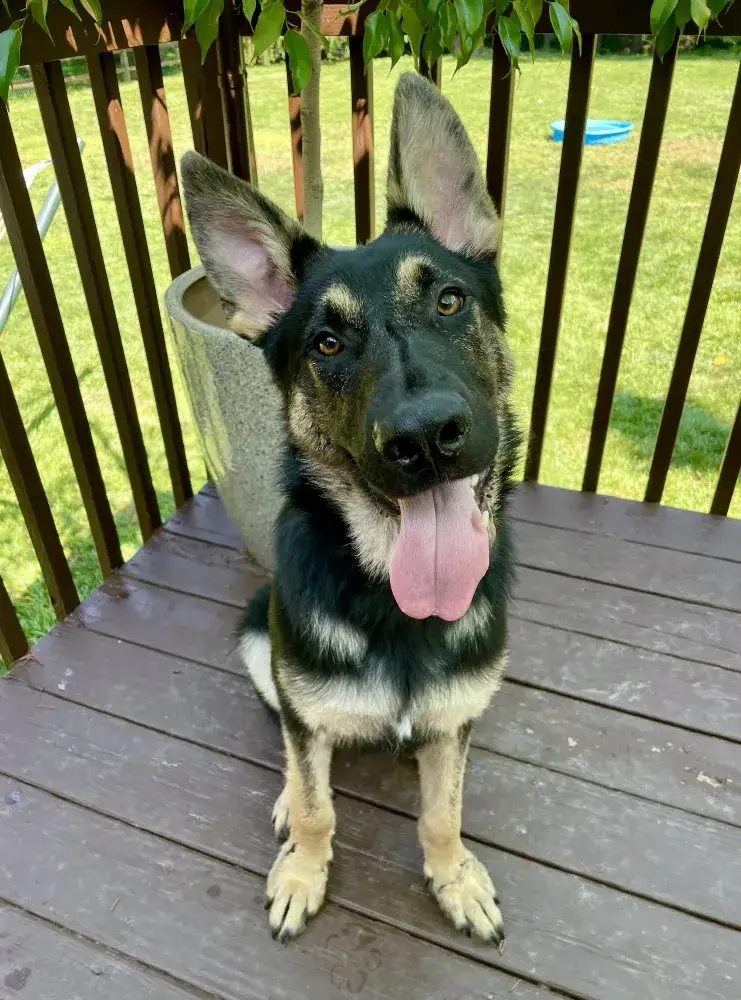 Kaiser