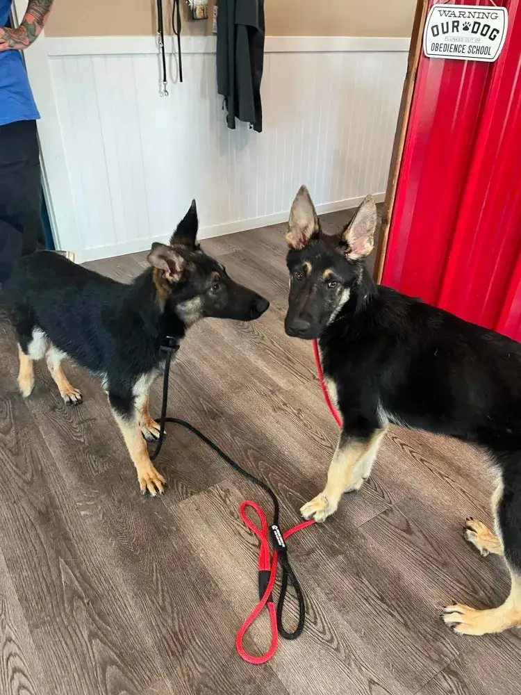 Kessa & Kaiser