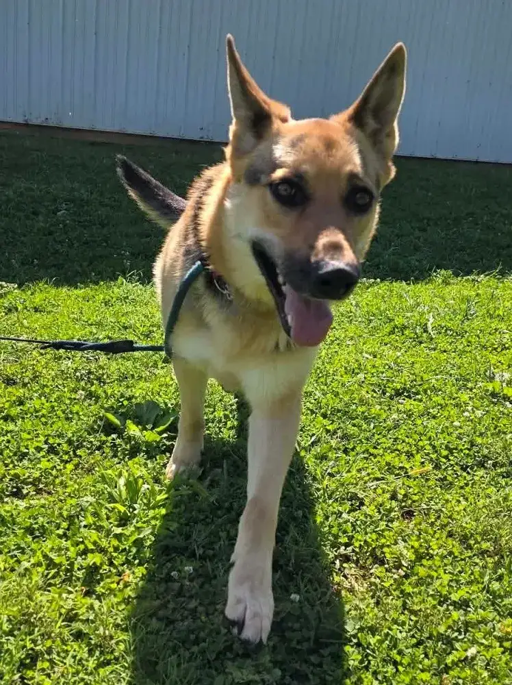 Kona