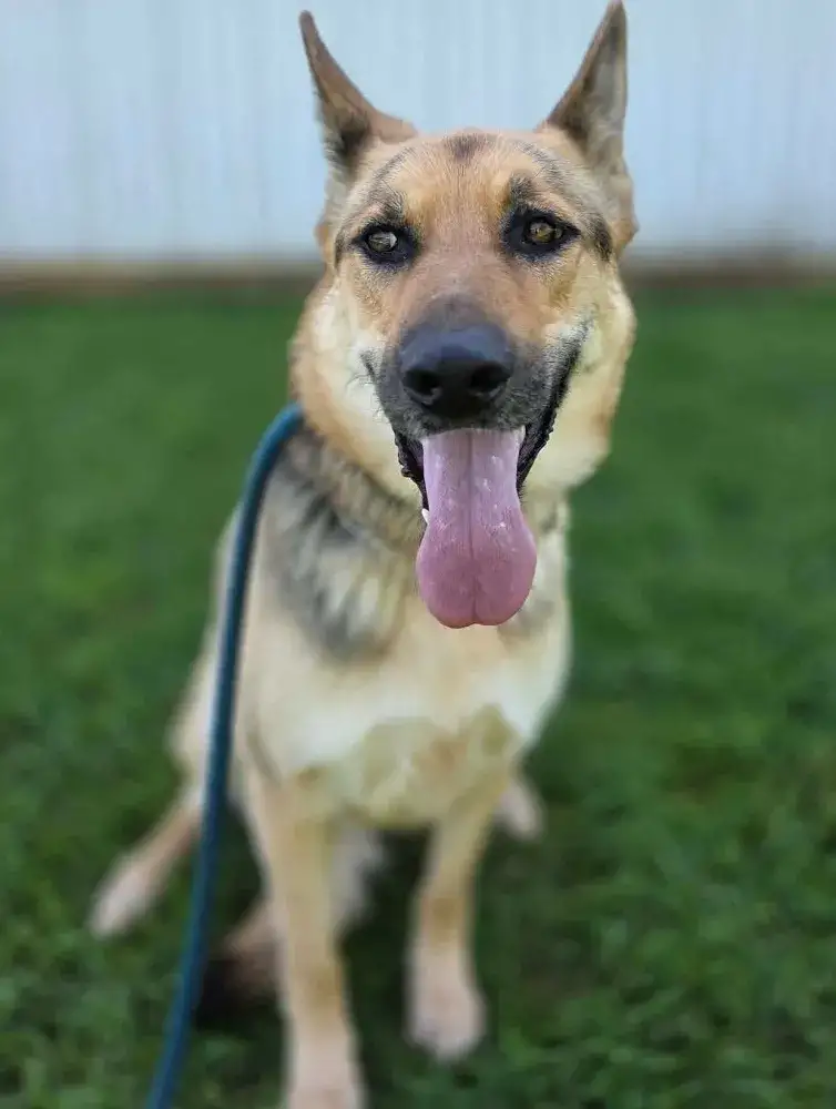 Kona