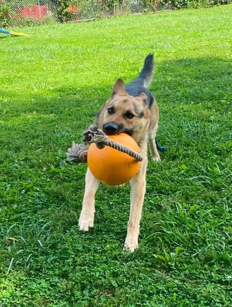 Kona