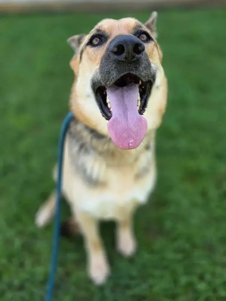 Kona
