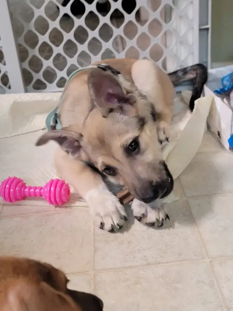Olive the Wonder Puppy!