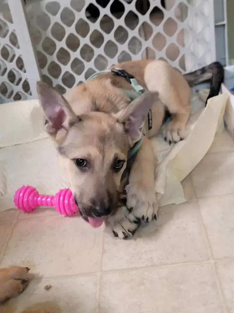 Olive the Wonder Puppy!