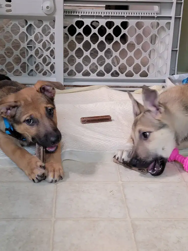 Olive the Wonder Puppy and Martini!