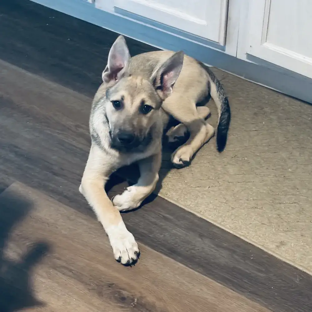 Olive
