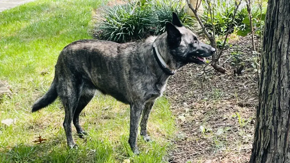 Zoey