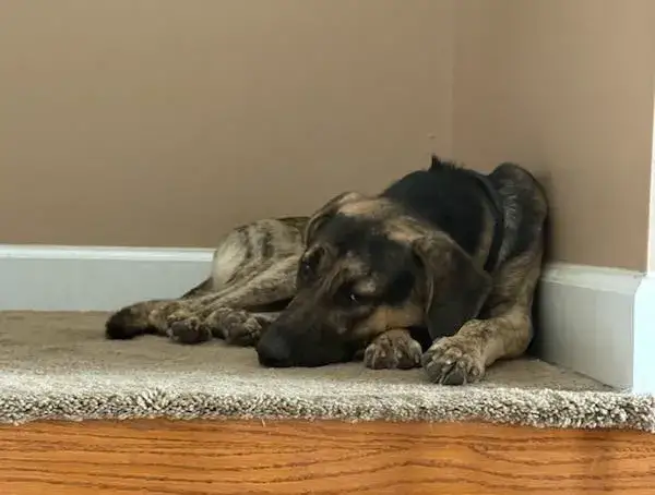 Frankie