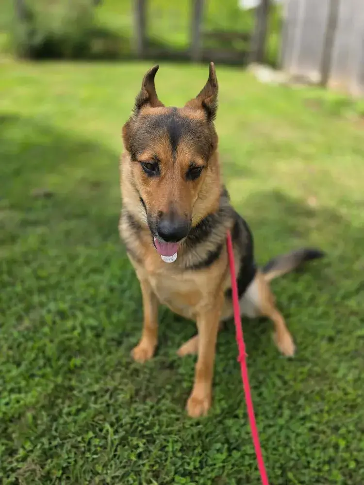 Mika